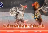 Đá Gà Thomo Hôm Nay Có Bình Luận – Chi Tiết Diễn Biến