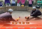 Đá Gà Tre Ăn Tiền - Kinh Nghiệm Cá Cược Bất Bại 2025
